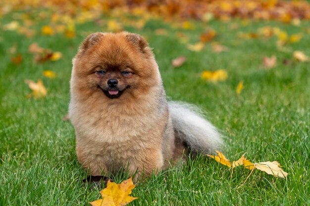 Retrato do outono de um cão novo do Spitz de Pomeranian na grama nas folhas caídas amarelas.