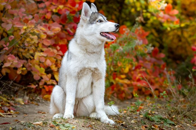 Retrato do outono do close up do filhote de cachorro do husky siberiano. Um jovem husky branco cinza um parque.