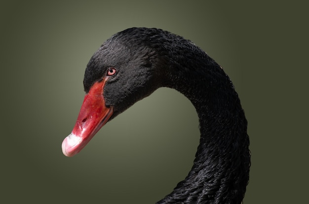 Retrato do pássaro cisne negro em um fundo escuro