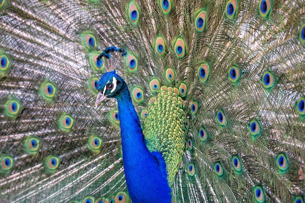 Retrato do pavão azul com cauda solta