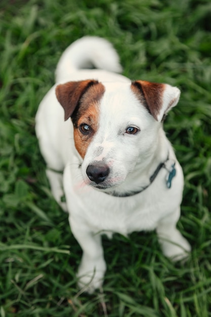 Retrato do pequeno Jack Russell terrier na grama verde no parque natural. Cachorro terrier Jack Russell pequeno engraçado branco brincando na caminhada na natureza, ao ar livre. Conceito de amor de animal de estimação. Copie o espaço para o site