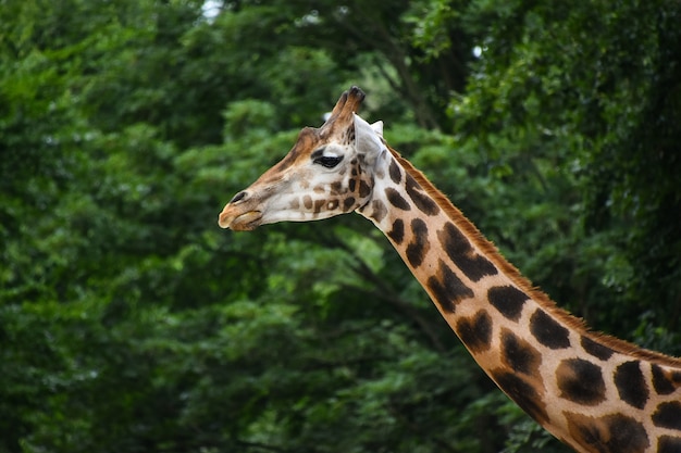 Retrato do perfil da parte superior do corpo da girafa sobre árvores verdes