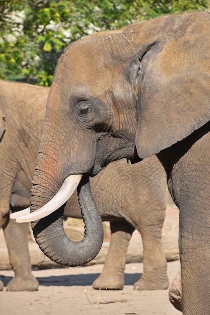 Retrato do perfil do elefante africano