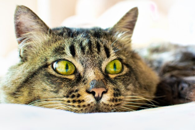 Retrato do rosto de um gato tigrado fofo cinzento com olhos verdes, deitado sobre uma manta clara, parece longe