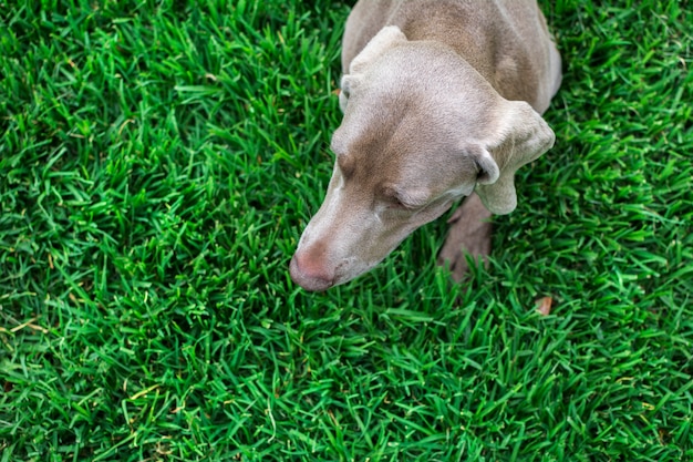 Foto retrato do weimaraner que senta-se na grama verde da natureza, no verão. vista de cima. maior ângulo.