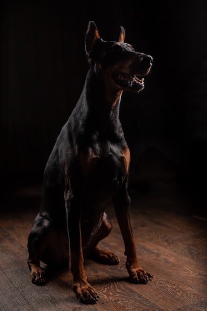 Retrato de Doberman en la oscuridad