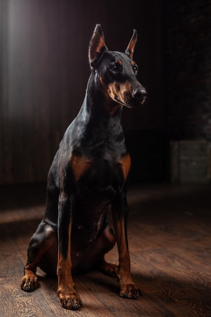 Retrato de Doberman en la oscuridad