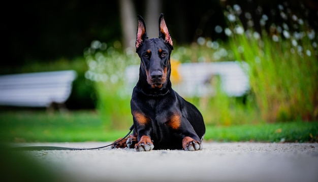 Foto retrato de dobermann negro en el campo