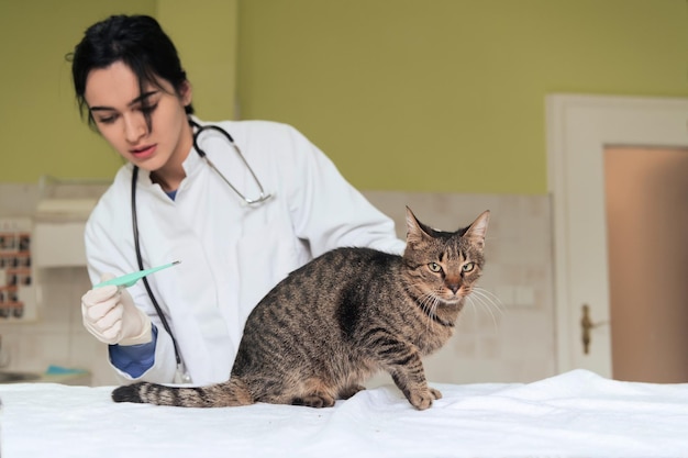 Retrato de una doctora en una clínica veterinaria en el hospital de animales sosteniendo un lindo gato enfermo