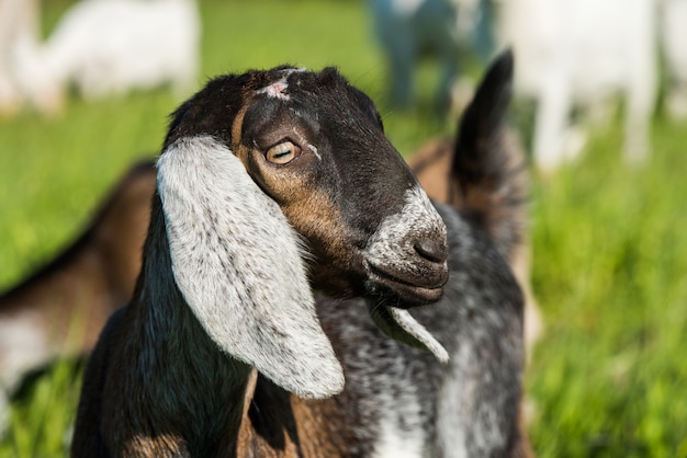 Retrato de Doeling de cabra boer de Sudáfrica en la naturaleza