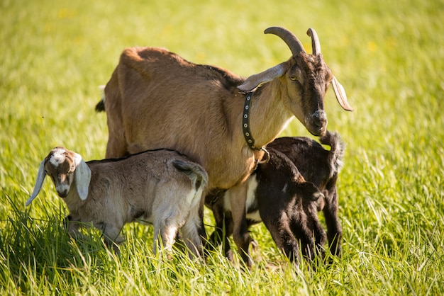 Retrato de Doeling de cabra boer de Sudáfrica en la naturaleza