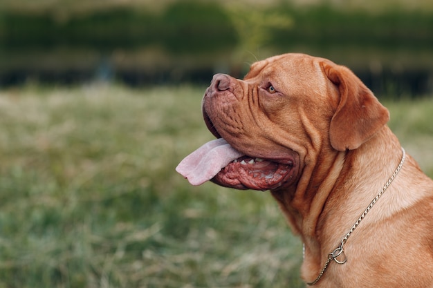 Retrato Dogo de Burdeos. Perro mastín francés de pura raza.