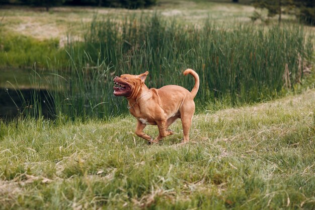 Retrato Dogue de Bordeaux. Cão de estimação mastim.