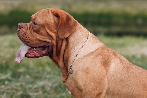 Retrato Dogue de Bordeaux. Cão de estimação mastim.