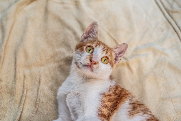 Retrato doméstico lindo gato mascota