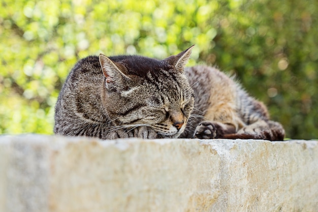 Retrato de dormir el gato atigrado marrón lindo.