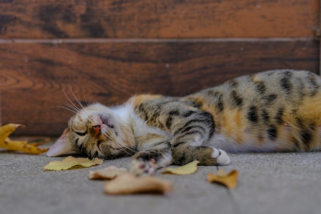 Retrato de dormir hermoso gato atigrado