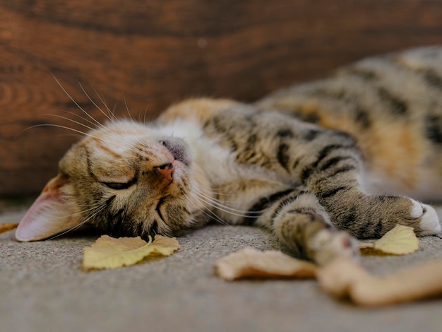 Retrato de dormir hermoso gato atigrado