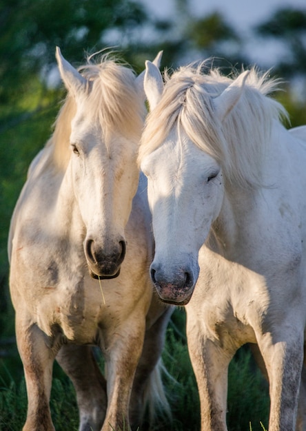Retrato de dos caballos blancos de la Camarga