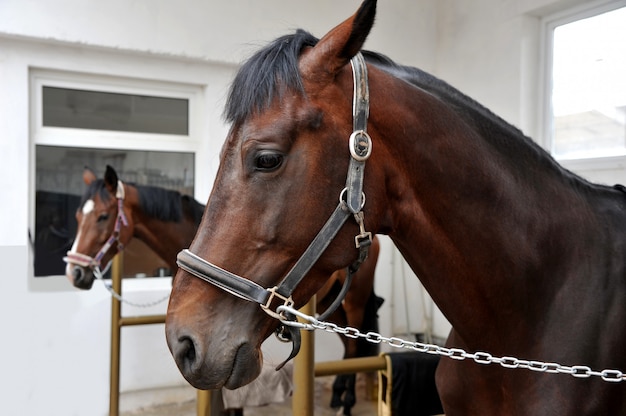 Retrato de dos caballos de pura raza en el establo.