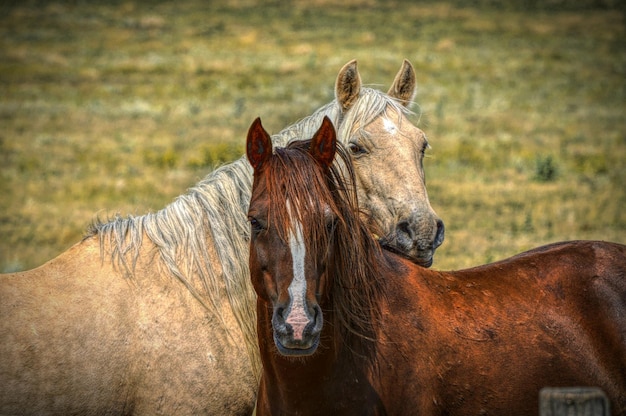 Retrato de dos caballos