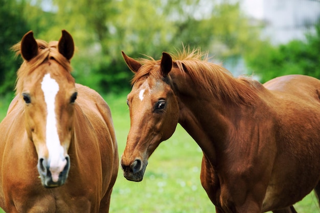 Retrato de dos caballos