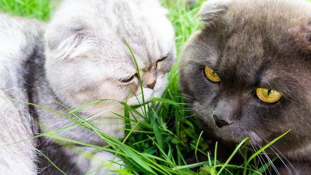 Foto retrato de dos gatos encantadores acostados uno al lado del otro en la hierba