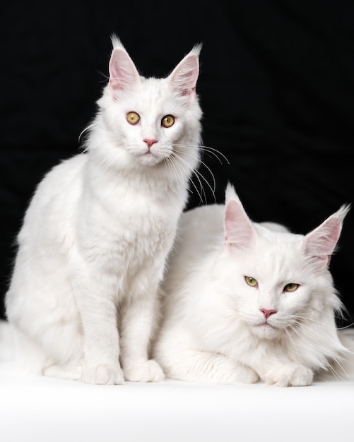 Retrato de dos gatos de pelo largo americano blanco sobre fondo blanco y negro