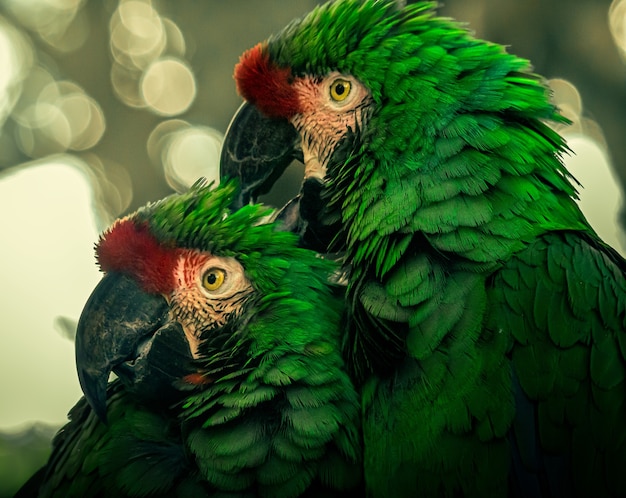 Retrato de dos grandes guacamayos verdes bajo las luces