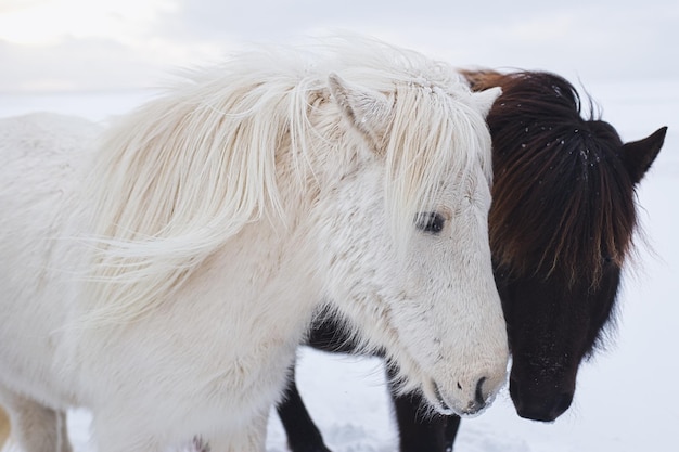 Foto retrato de dos hermosos caballos juntos en medio de la nieve en islandia