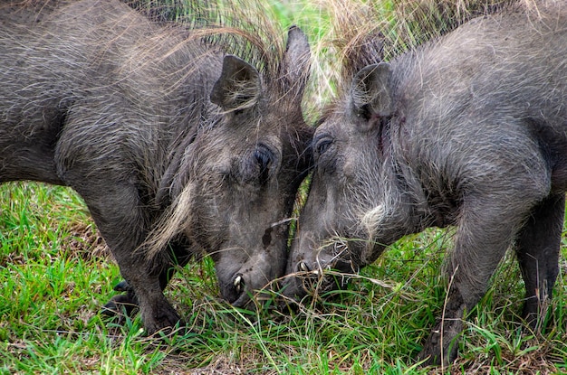 Retrato de dos jabalíes Phacochoerus africanus luchando