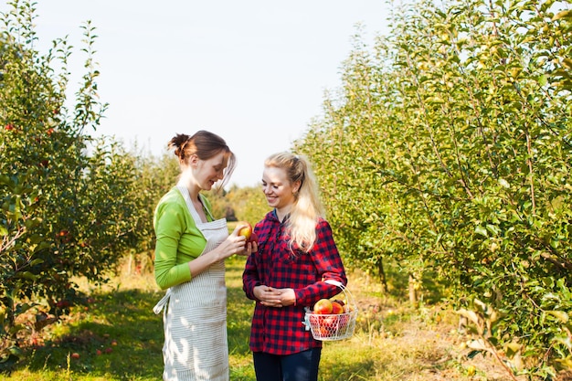 Retrato de dos jóvenes y hermosas agricultoras que examinan manzanas rojas maduras en sus manos, una mujer que lleva una cesta llena de manzanas. Huerto verde sobre un fondo