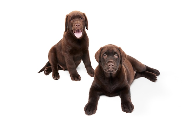 Retrato de dos lindos perros cachorro labrador tumbado tranquilamente en el suelo aislado sobre fondo blanco de estudio