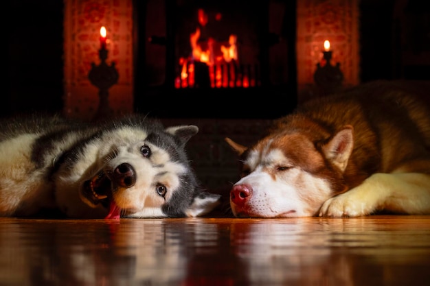 Retrato de dos lindos perros husky dormitando junto a la chimenea en la sala de la noche