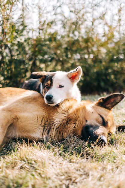 Retrato de dos perros callejeros sentados uno al lado del otro en el césped al aire libre.