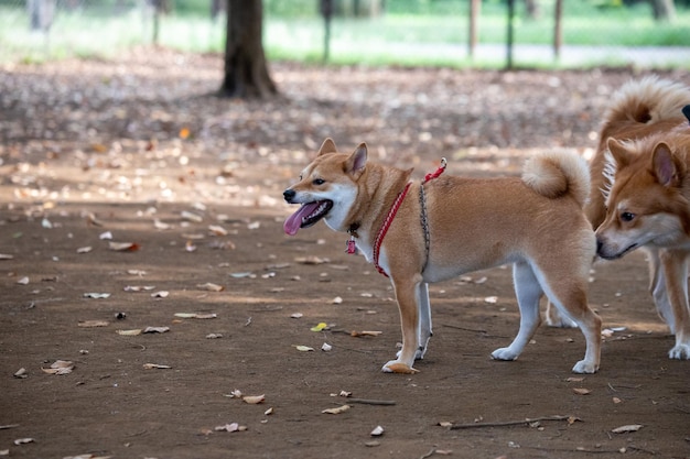 Retrato de dos perros jugando y parados juntos al aire libre