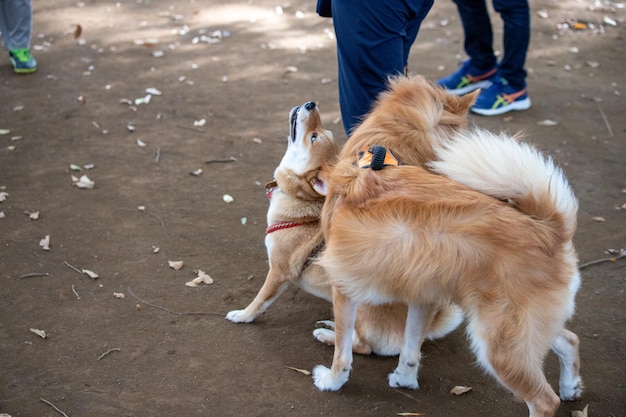 Retrato de dos perros jugando y parados juntos al aire libre