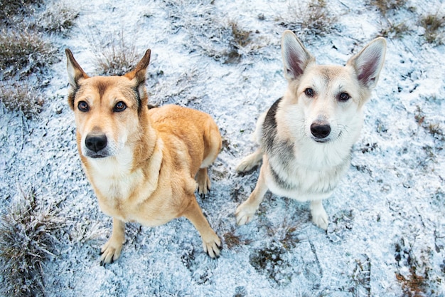 Retrato de dos perros mestizos sentados en una pradera de invierno y mirando a la cámara