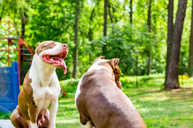 Retrato de dos perros de pelea para dar un paseo por el parque Bull