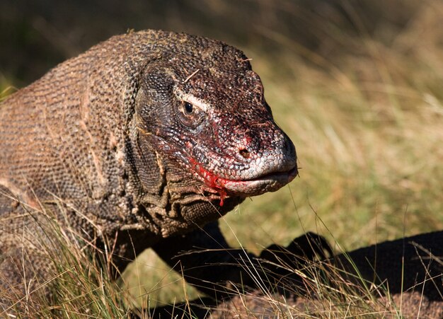 Retrato de un dragón de Komodo. De cerca. Indonesia. Parque Nacional de Komodo.