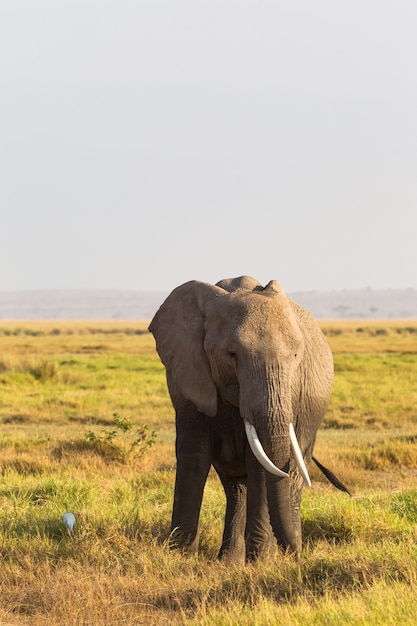 Retrato de un elefante sobre un fondo de sabana