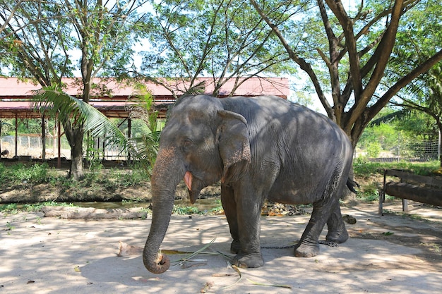 Retrato de elefante en el zoológico de Tailandia