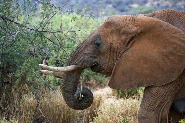 Retrato de un elefante.