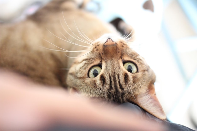Retrato em alto ângulo de um gato tabby