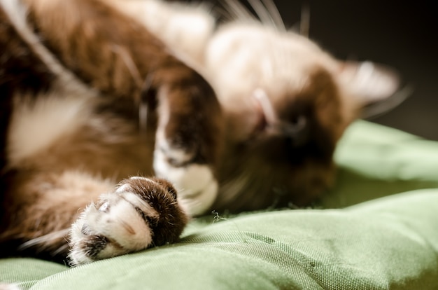 Retrato em casa cinza gato descansando em um sofá