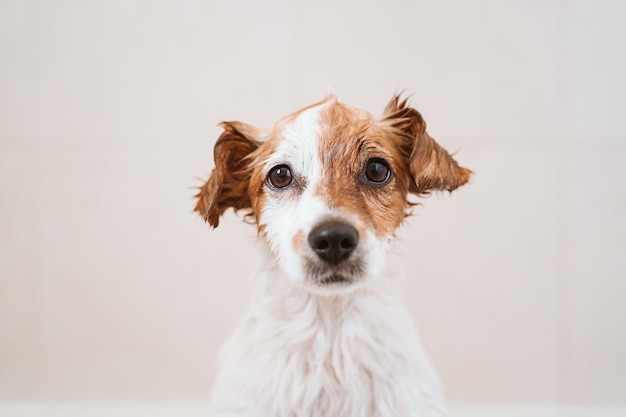 Retrato em close de um cachorro