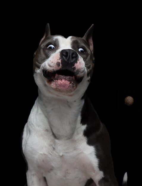 Retrato em close-up de American Pit Bull Terrier contra fundo preto