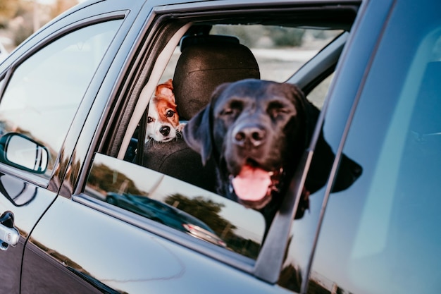 Retrato em close-up de cães no carro