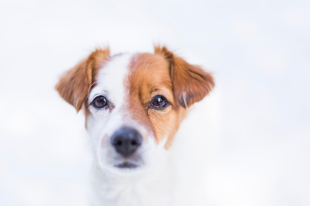 Retrato em close-up de cão contra fundo branco