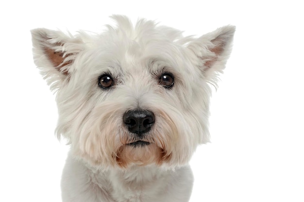 Retrato em close-up de cão contra fundo branco